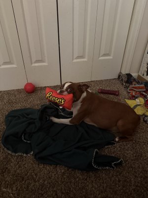 reeses.jpg