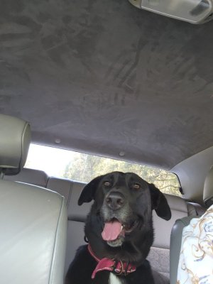 coco.jpg