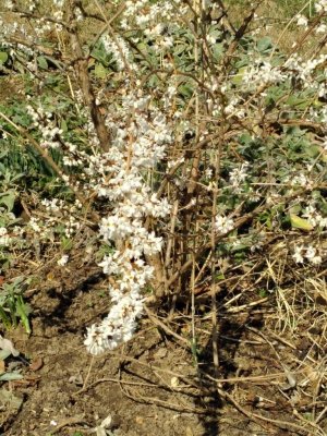 white forsythia.jpg