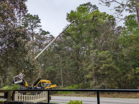 Tree trim pic (Medium).jpg