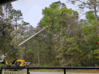 tree trim small.gif