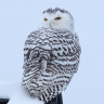 SnowyOwl