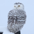 SnowyOwl